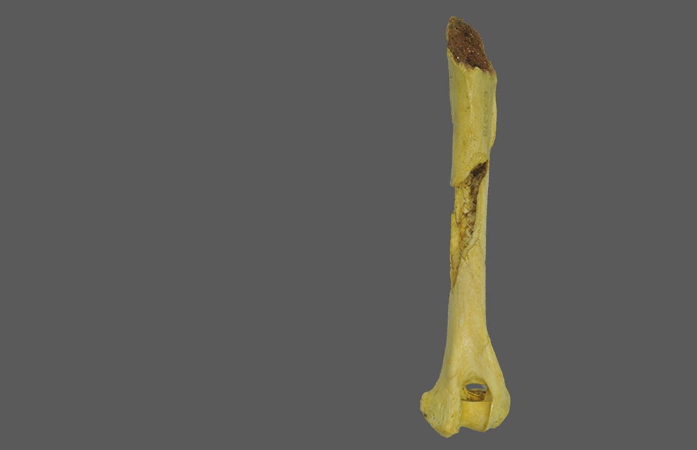 Le plus ancien os de chien qui redéfinit la chronologie de la domestication canine