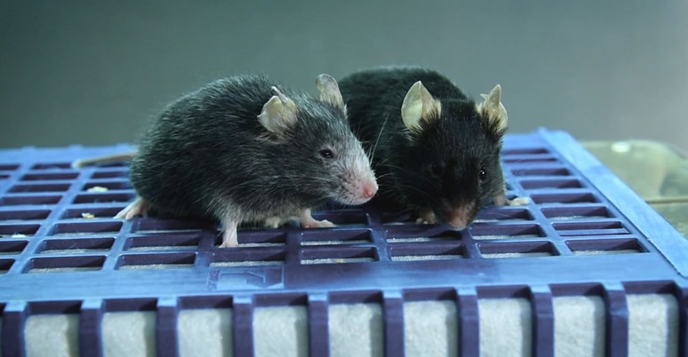 un "reset" épigénétique inverse le vieillissement chez la souris et pourrait prolonger la durée de vie