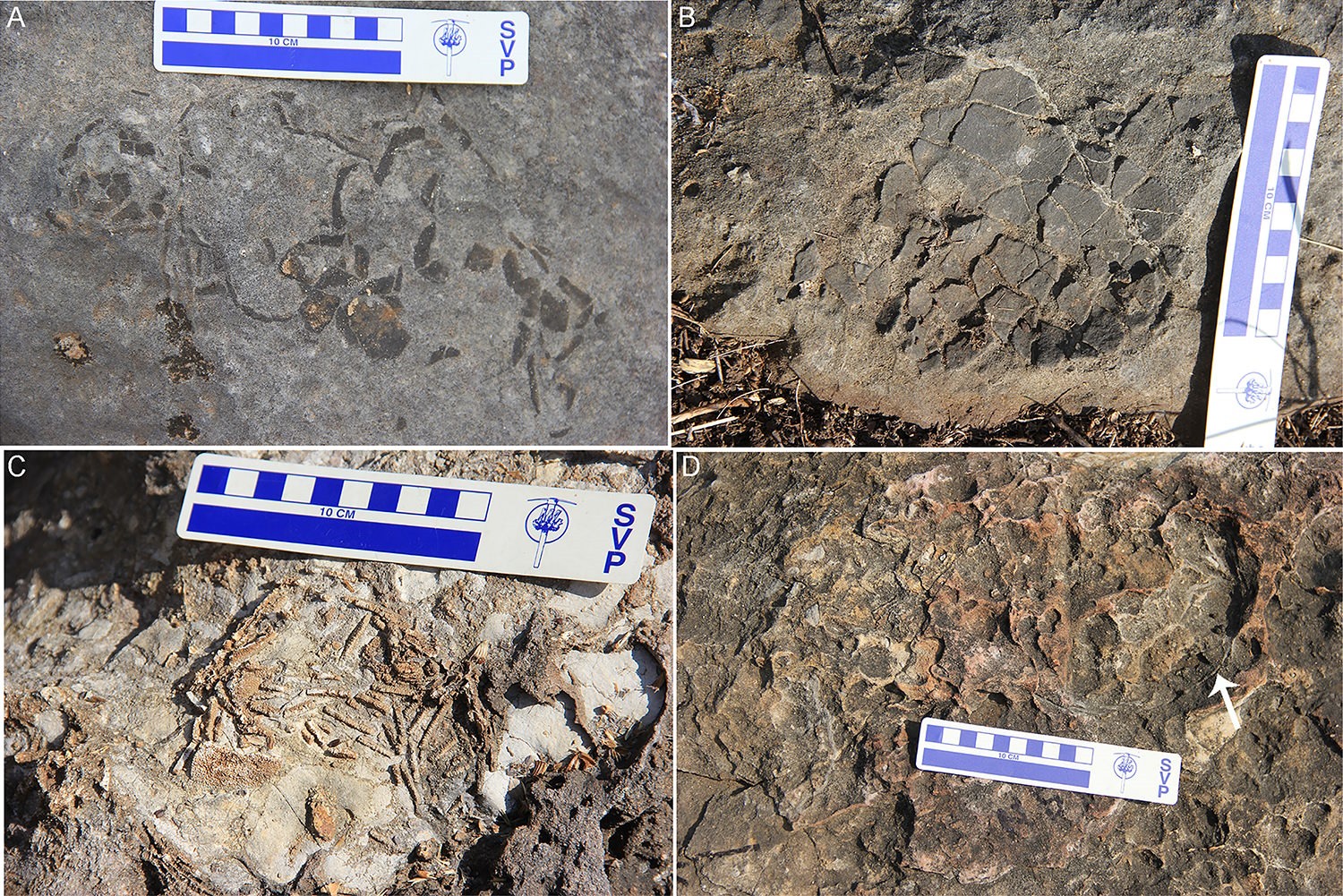 Découverte d'un extraordinaire fossile de nid de dinosaure, contenant des  embryons fossilisés intacts