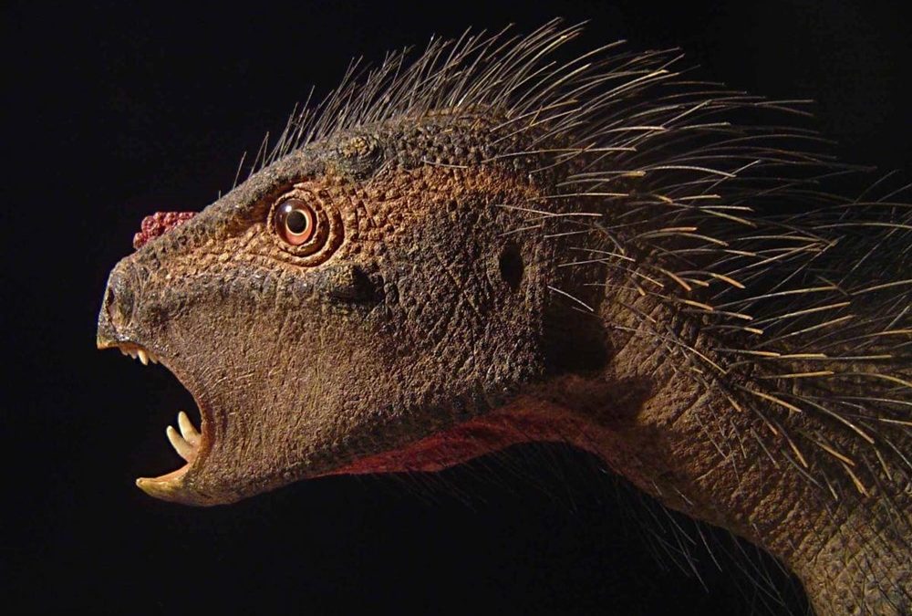 Tous les dinosaures végétariens ne mâchaient pas leur nourriture de la même manière