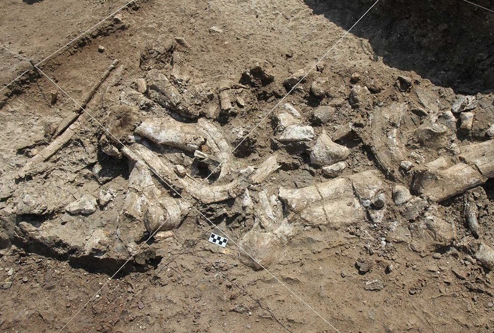 Un site de dépeçage vieux de 2,9 millions d’années est la plus ancienne preuve de la consommation de très gros animaux par des ancêtres de l’humain