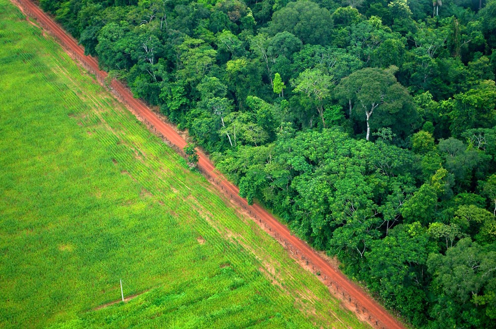 La déforestation tropicale a augmenté de 10 % en 2022, libérant des milliards de tonnes de carbone