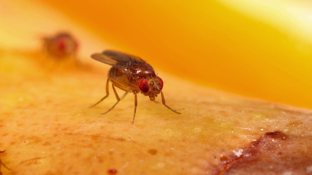 Les mouches des fruits vieillissent plus vite lorsqu’elles voient des mouches mortes
