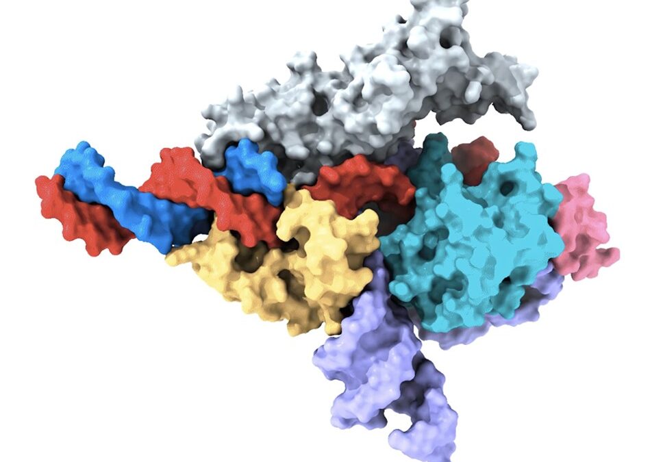 Des scientifiques découvrent un système similaire à CRISPR chez les animaux, une nouvelle façon d’éditer le génome