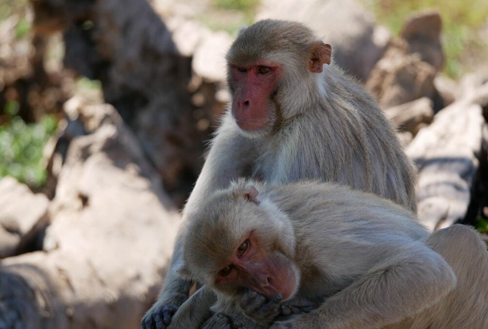 Le caractère bisexuel des macaques est courant, héréditaire et bénéfique, selon une étude