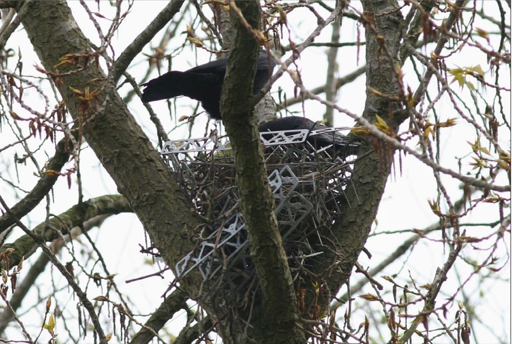 Des oiseaux utilisent des pointes anti-oiseaux pour construire leur nid