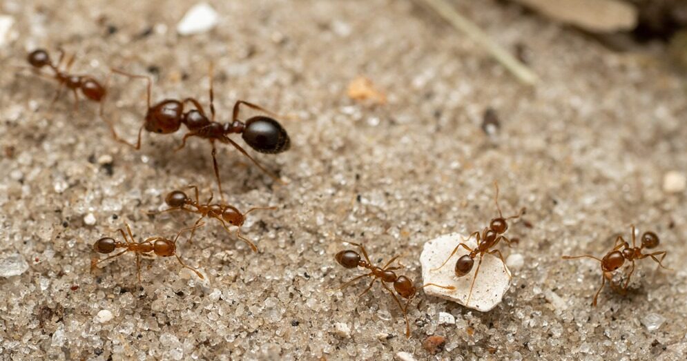 Ça va faire mal : les fourmis de feu arrivent en Europe