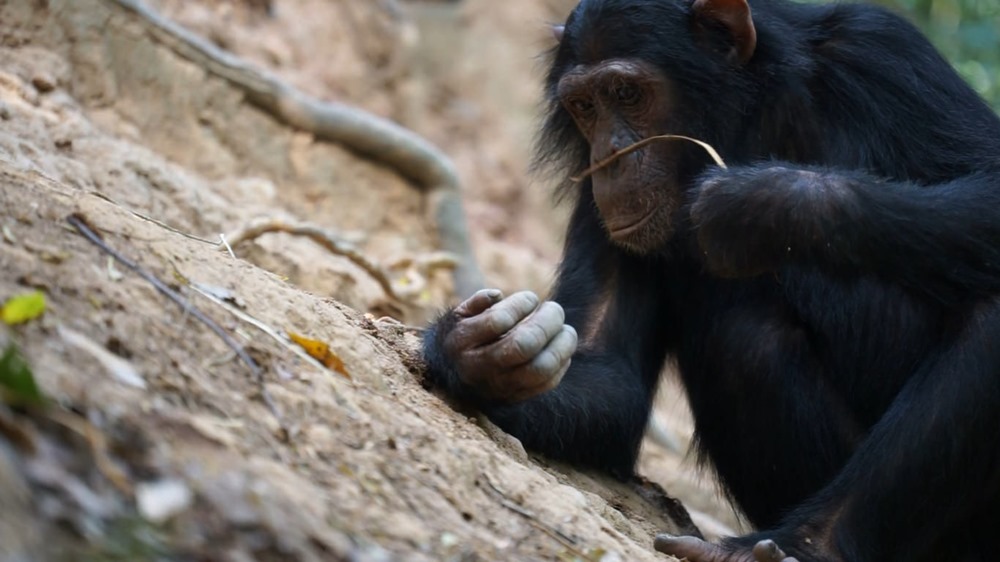 Pour les chimpanzés aussi, une mauvaise journée de pêche vaut mieux qu’une bonne journée de travail