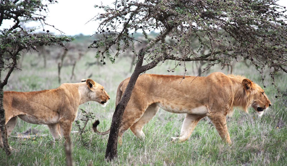 Une fourmi envahissante entraîne une réaction en chaîne, permettant aux zèbres d’échapper aux lions du Kenya