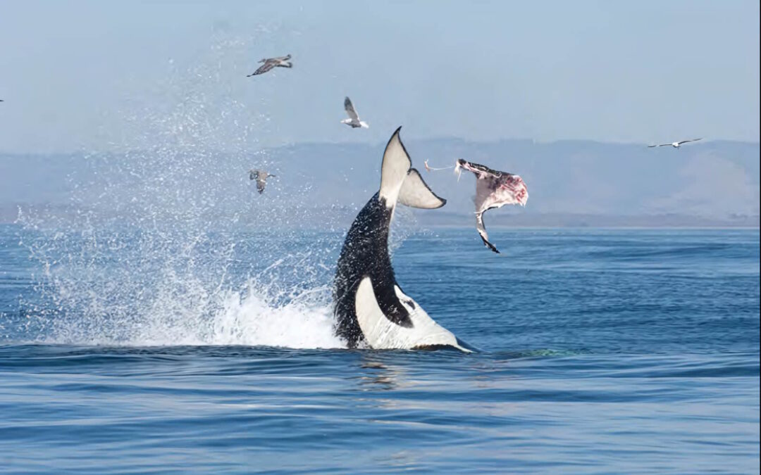 Un groupe d’orques utilise des techniques brutales de chasse en haute mer