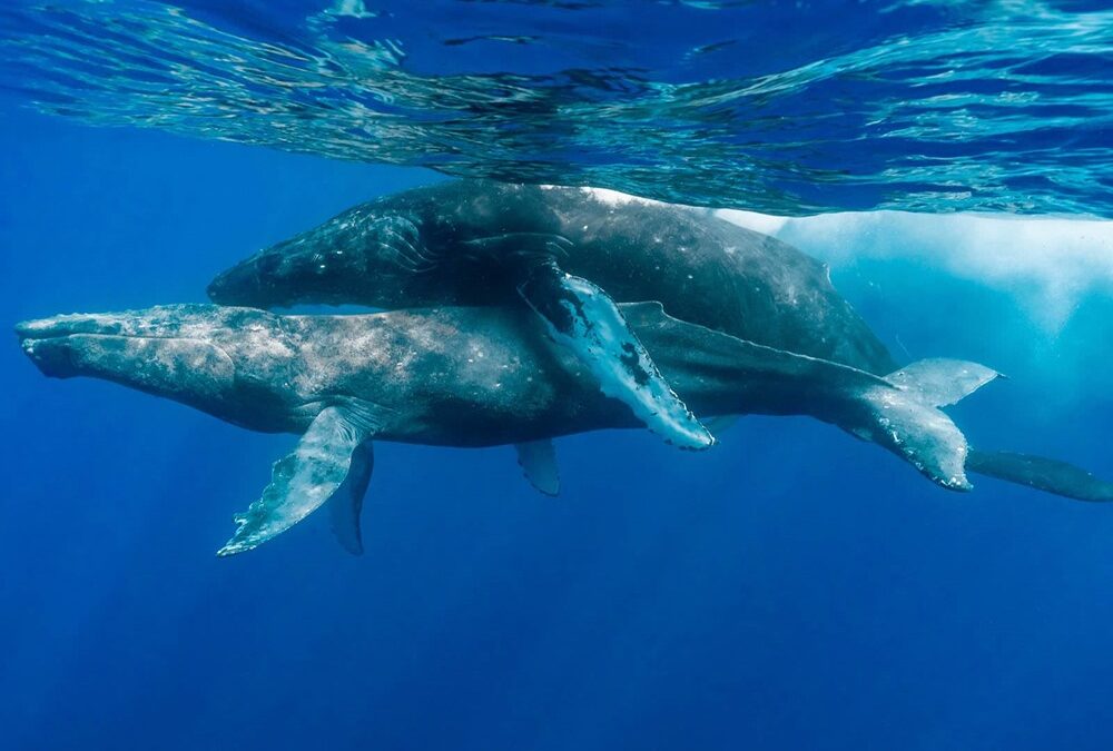 Pour la première fois, deux baleines mâles adultes ont été observées se livrant à des activités sexuelles